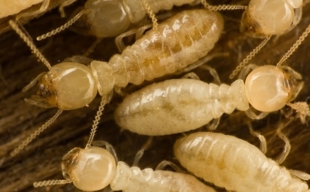 Termites Removal