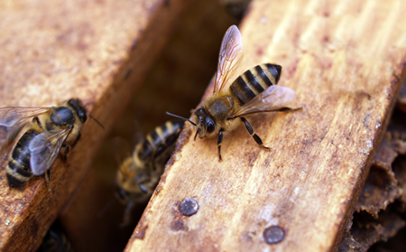 Carpenter Bees