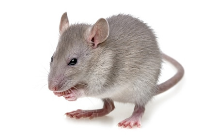 Mice & Rat (Rodent Control)