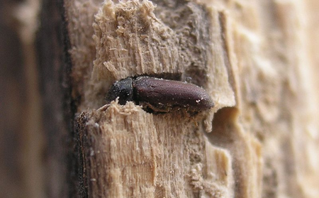 Powderpost Beetles