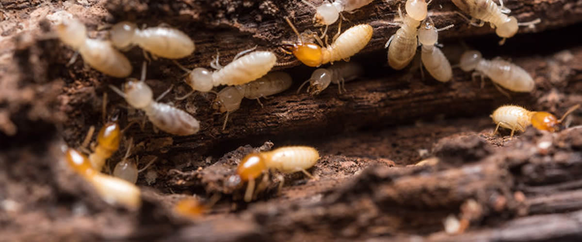 Anderson Termite and Pest Solutions